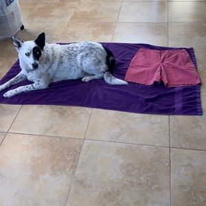 Liz Claiborne Shorts